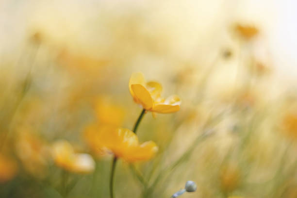 istock Yellow flowers of buttercups 807062450