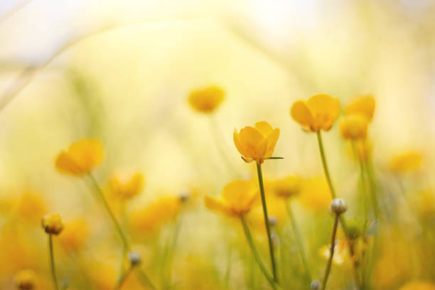 istock Yellow flower of a field buttercup 807062452