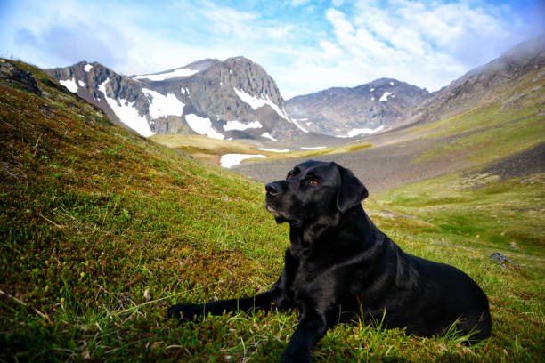 istock Dog in Alaskan Mountain Landscape 807062556