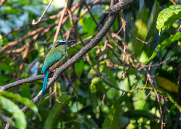 istock Turquoise-browed Motmot (Eumomota superciliosa) 807067354
