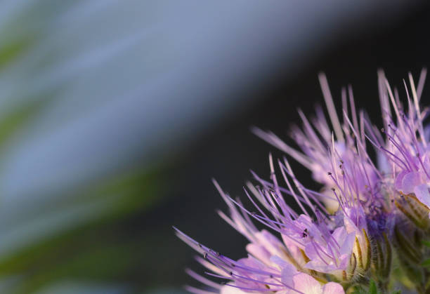 Phacelia Crenulata Flower
