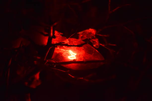 out of focus fire lights in the dark