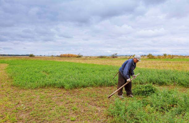 istock Farmer in old clothes mows grass in the field 807072652
