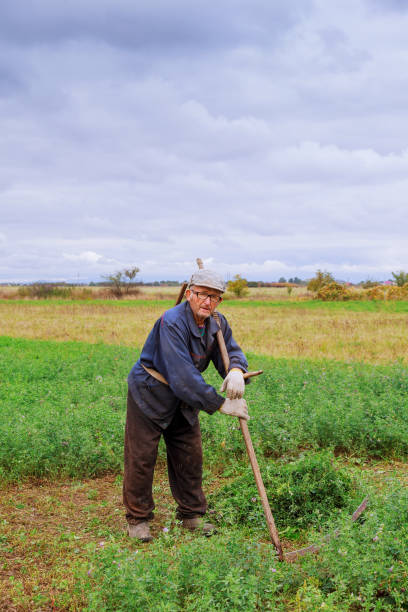 istock Old man mowing down grass with scythe 807072658