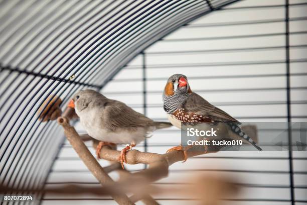 Pinzón Australiano Foto de stock y más banco de imágenes de Jaula de pájaros - Jaula de pájaros, Jaula, Pájaro