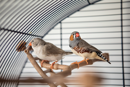Two australian finch In the cage