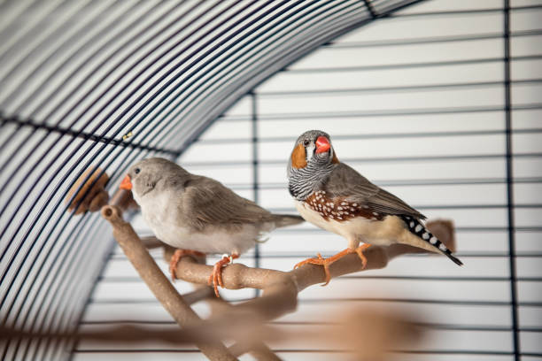 Australian Finch (Taeniopygia guttata) Two australian finch In the cage zebra finch stock pictures, royalty-free photos & images