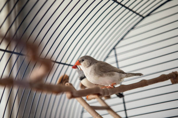 istock Australian Finch (Taeniopygia guttata) 807072942