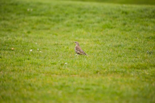 mistle singdrossel - bird birdsong singing the early bird catches the worm stock-fotos und bilder