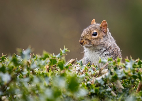 Grey Squirrel spotted outdoors in National Botanic Gardens, Dublin, Ireland