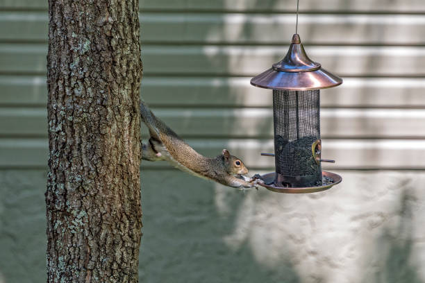 Squirrel Eating From Bird Feeder