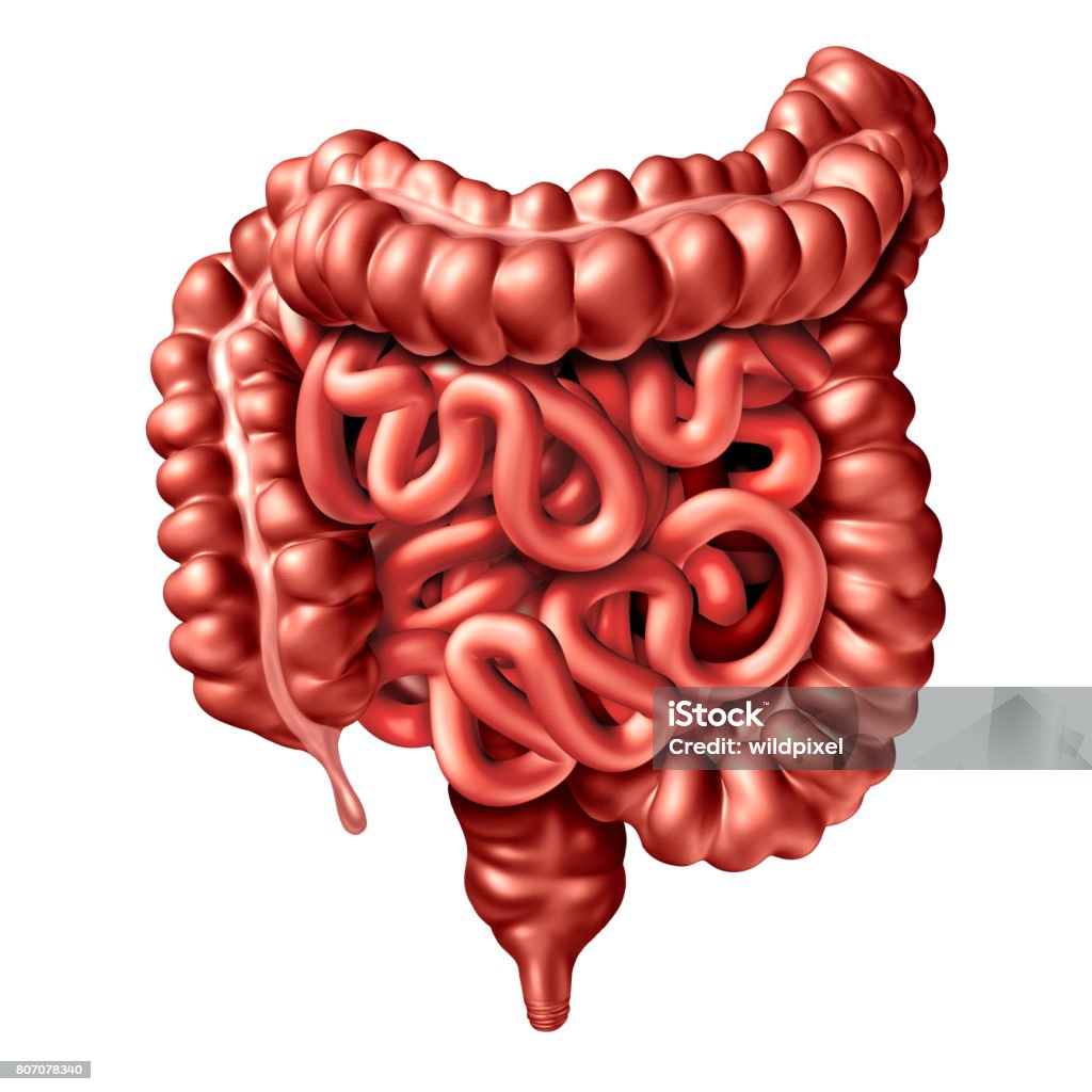 Human Intestine Illustration Human Intestine Illustration as a digestive system organ and digestion body part concept with large and small intestines as a gastrointestinal medical symbol isolated on white as a 3D illustration. Intestine Stock Photo