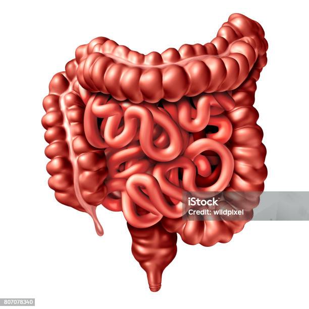 Human Intestine Illustration Stock Photo - Download Image Now - Intestine, Human Intestine, Colon