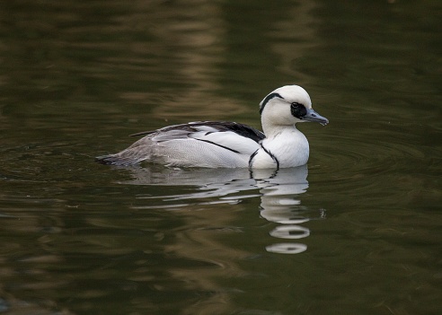 A lone duck swims at the edge of a pond in the Peak District National Park in England.