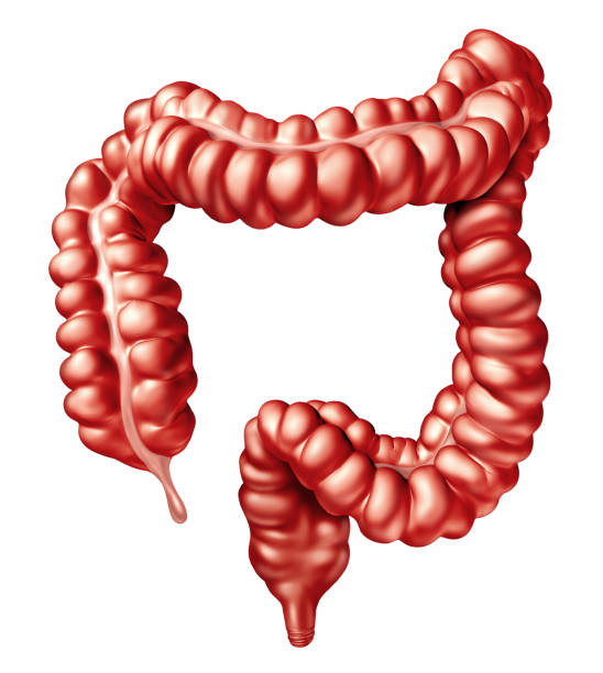jelita grubego - stomach the human body abdomen human digestive system zdjęcia i obrazy z banku zdjęć