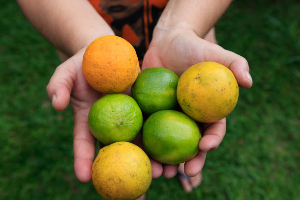 istock Full hand of ripe oranges 807084890