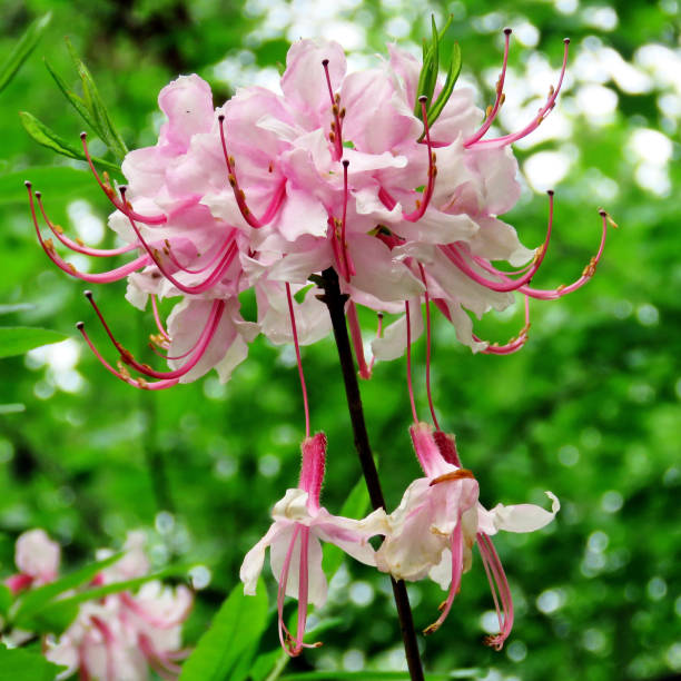 istock Mclean Pinxterbloom Azalea 2016 807103946