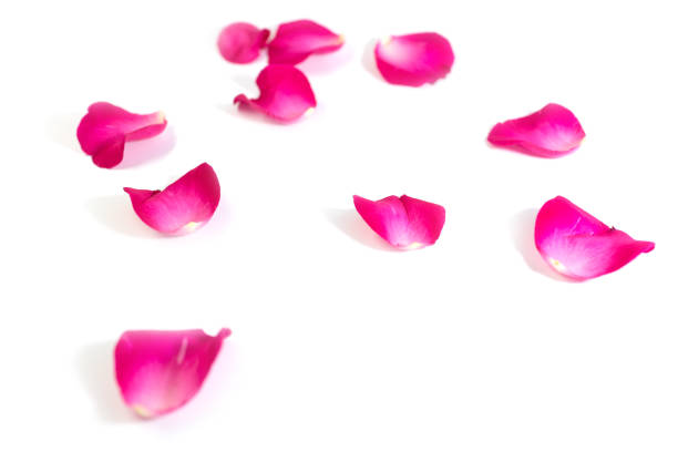 istock Pink rose petals isolated on white background for valentine's day or romantic event 807117812