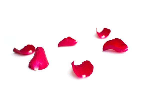 istock Red rose petals isolated on white background for valentine background or romantic event 807117874