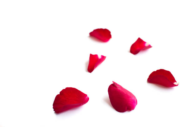 istock Red rose petals isolated on white background for valentine background or romantic event 807117882