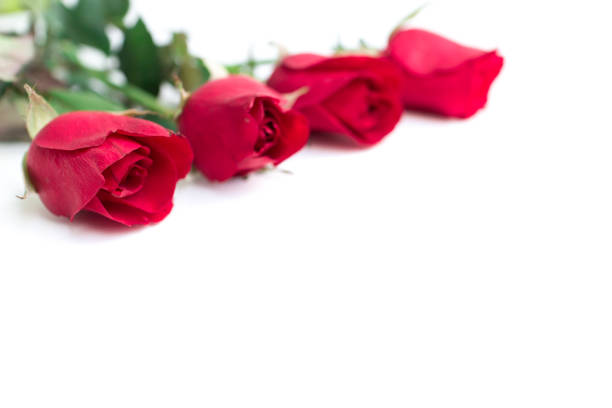 istock red rose with leaves isolated on white background for valentine background or romantic event 807117886