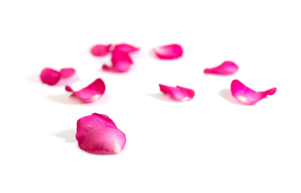 istock Pink rose petals isolated on white background for valentine's day or romantic event 807117930