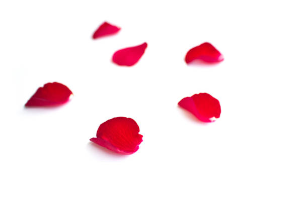 istock Red rose petals isolated on white background for valentine background or romantic event 807117950