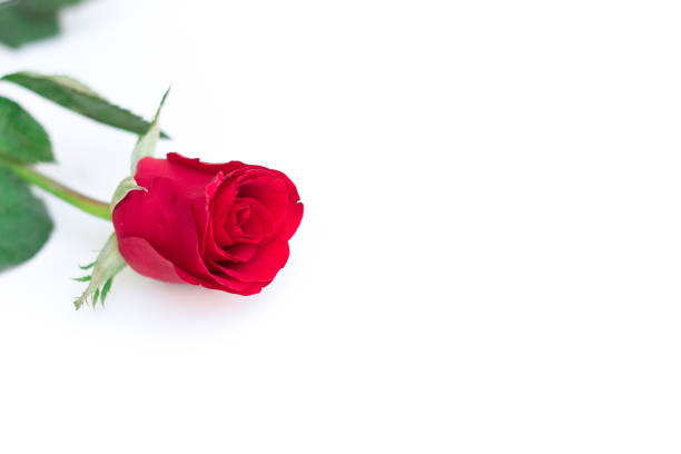 istock red rose with leaves isolated on white background for valentine background or romantic event 807117972