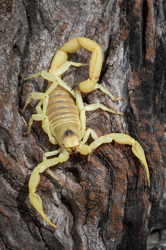 Giant Blonde Desert Hairy Scorpion (Hadrurus pallidus)
