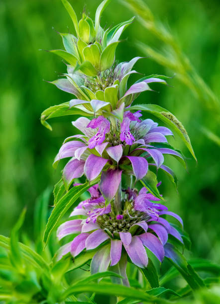 beebalm citron ou horsemint - beebalm photos et images de collection