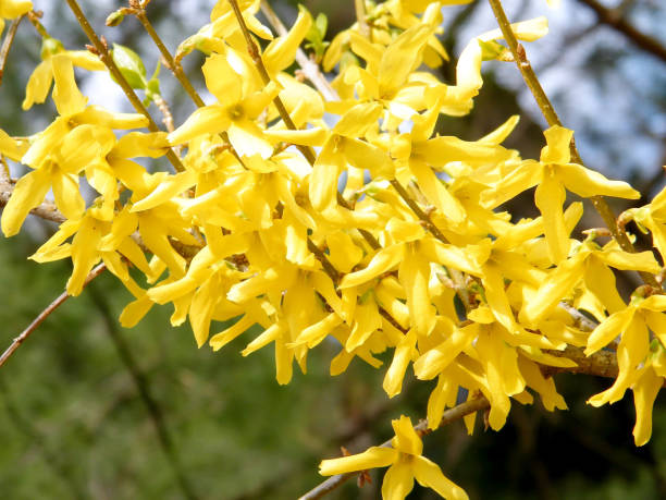 istock Mclean the Forsythia Blossom 2011 807127066