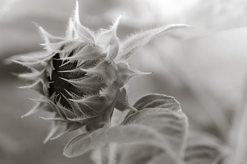 An emerging Sunflower in Black and White.