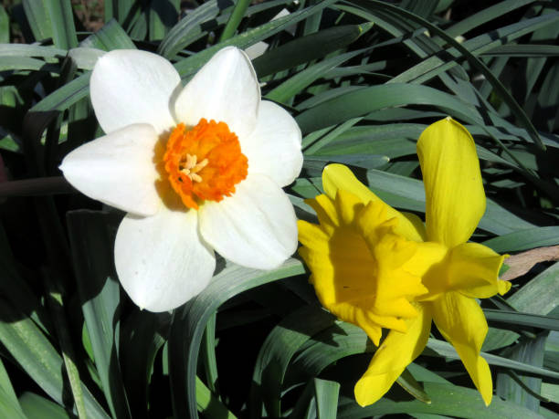 istock Mclean the white and yellow Narcissus 2017 807127346
