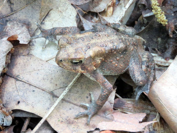 istock Mclean the wood frog 2016 807127356