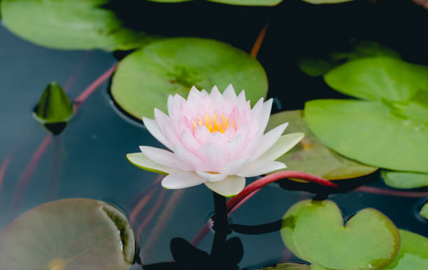 istock white beautiful lotus flower in pond. 807129846