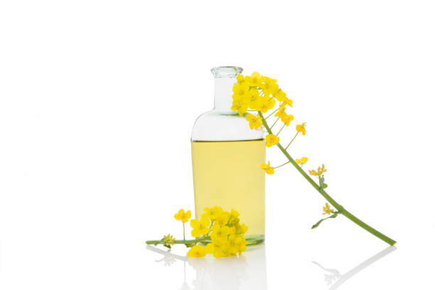 Rapeseed oil and flower. stock photo