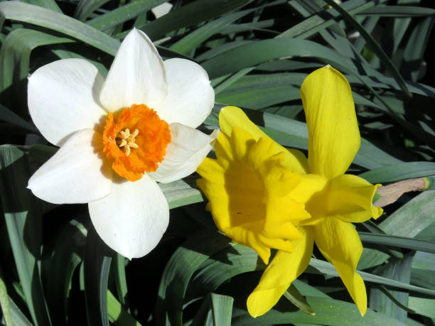 istock Mclean white and yellow Narcissus flowers 2017 807136148