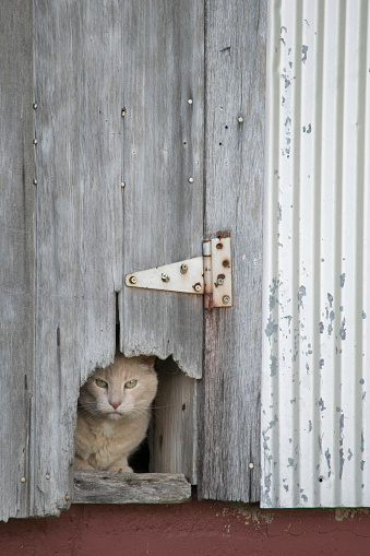 A yellow farm cat is peeking out from inside his hiding place in a barn, through a chewed out hole in a door.