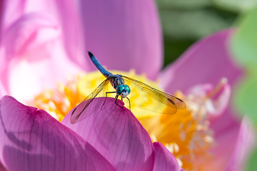 A blue dasher dragonfly perches on a lotus at Kenilworth Park and Aquatic Gardens in Washington, DC.
