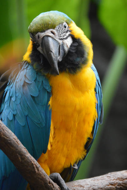 istock Close-up of a Macaw parrot 807145154