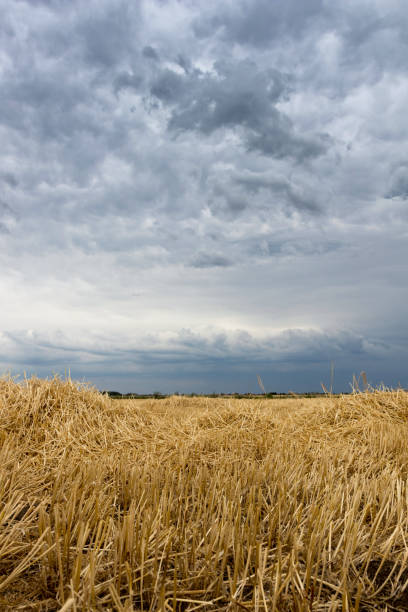 istock Straw on the meadow. Summer storm clouds. Grain crop, harvesting. 807147654