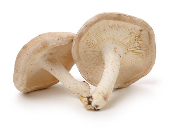 istock Shiitake mushroom isolated on white background 807147870