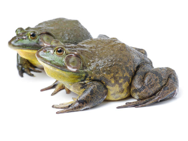 istock Bullfrog, Lana catesbeiana on the white background 807148034