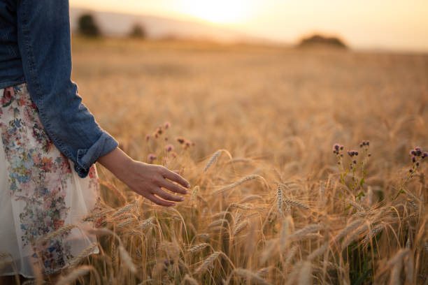 istock Young woman walking through wheat field during susnet 807150250