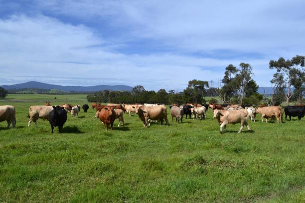istock Cows in a farm in Australia 807159364