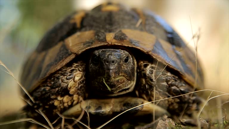 Turtle,close up