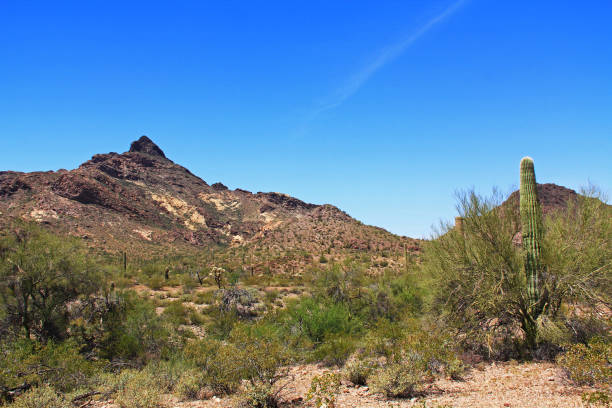 istock Pinkley Peak in Organ Pipe Cactus National Monument 807168644