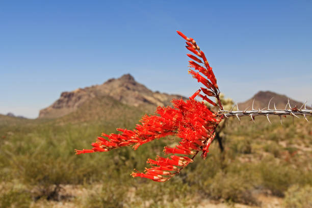 flor roja de ocotillo en órgano pipe cactus national monument - organ pipe cactus fotografías e imágenes de stock
