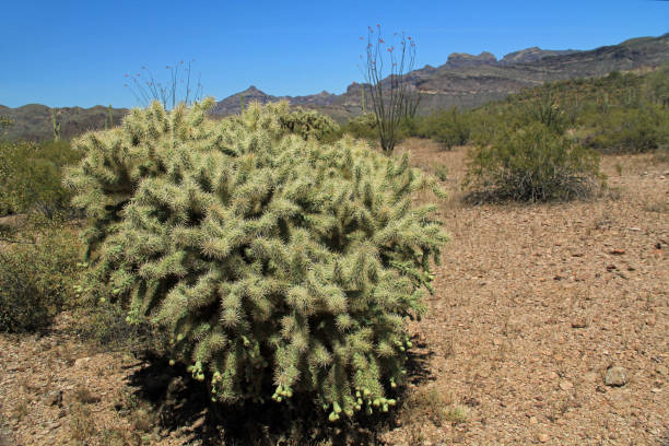 istock Teddybear Cactus in Organ Pipe Cactus National Monument 807168702