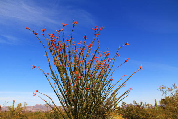 istock Ocotillo Cactus in Organ Pipe Cactus National Monument 807168816